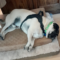 Pugsly